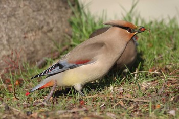 Japanese Waxwing 北海道 函館市 東山 Tue, 4/17/2018