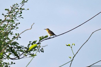 ムラサキタイヨウチョウ Sri Lanka 2023年1月24日(火)