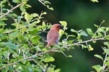 Scaly-breasted Munia Sri Lanka Tue, 1/24/2023