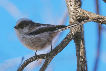 Long-tailed Tit Komiya Park Sun, 1/29/2023