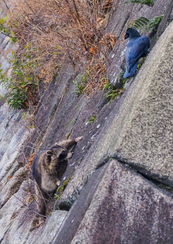 Carrion Crow Osaka castle park Wed, 2/8/2023