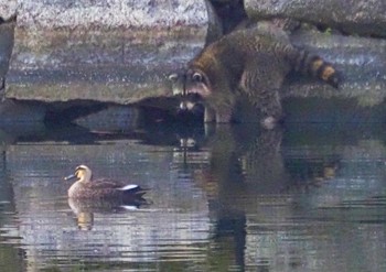 Eastern Spot-billed Duck Osaka castle park Wed, 2/8/2023