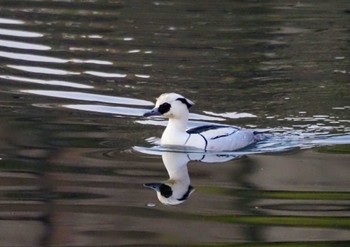 Smew Osaka castle park Wed, 2/8/2023