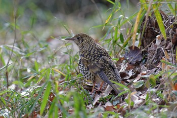 Thu, 2/9/2023 Birding report at 横浜市立金沢自然公園