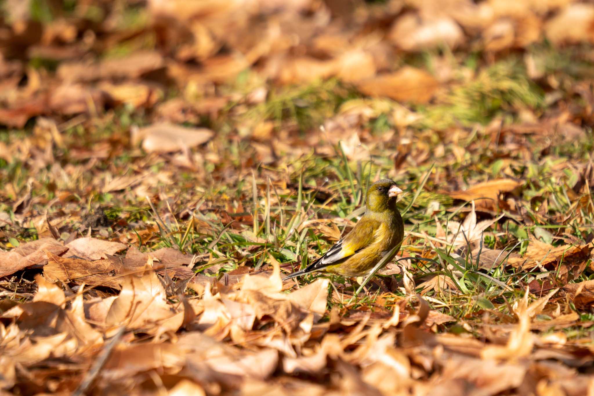 Photo of Grey-capped Greenfinch at 京都府立植物園 by chez 