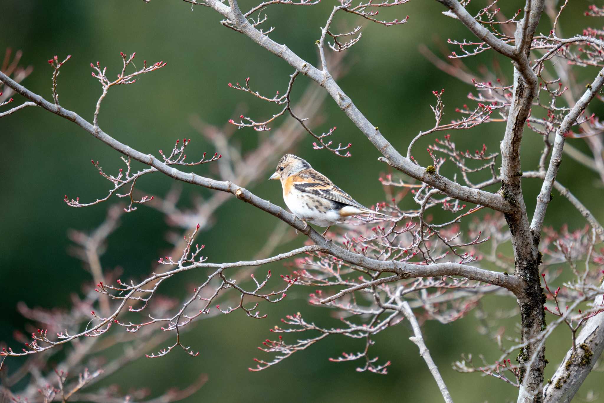 Brambling