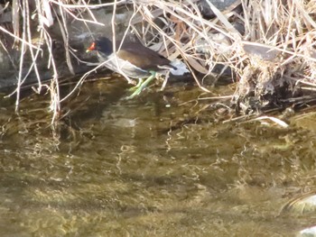 2023年2月9日(木) 湯殿川ー浅川周辺の野鳥観察記録