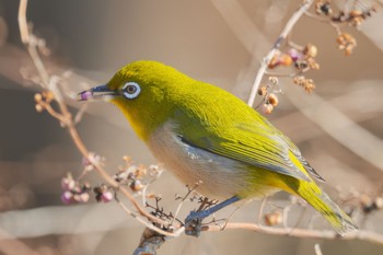 Warbling White-eye Komiya Park Sun, 1/29/2023