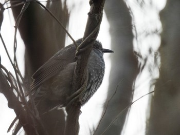 Brown-eared Bulbul 新潟市西区 Thu, 2/9/2023