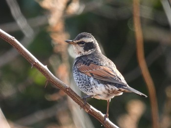 Dusky Thrush 新潟市西区 Thu, 2/9/2023