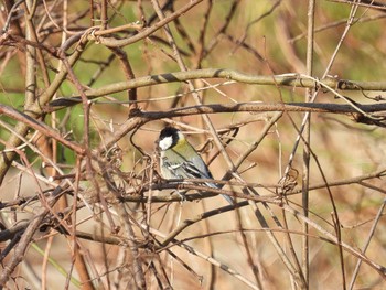 Japanese Tit 新潟市西区 Thu, 2/9/2023