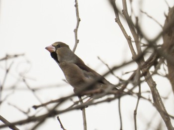 Hawfinch 新潟市西区 Thu, 2/9/2023