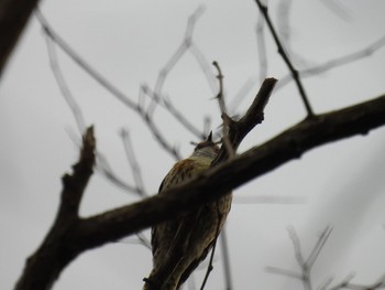 Japanese Pygmy Woodpecker 新潟市西区 Thu, 2/9/2023