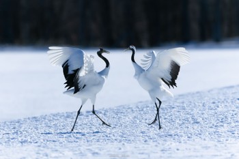 2023年1月29日(日) 鶴居村の野鳥観察記録