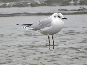 ズグロカモメ ふなばし三番瀬海浜公園 2023年1月14日(土)