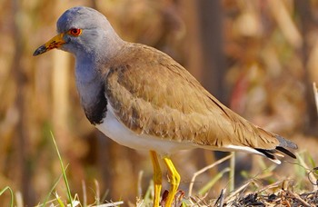 Grey-headed Lapwing 恩智川治水緑地 Thu, 2/9/2023