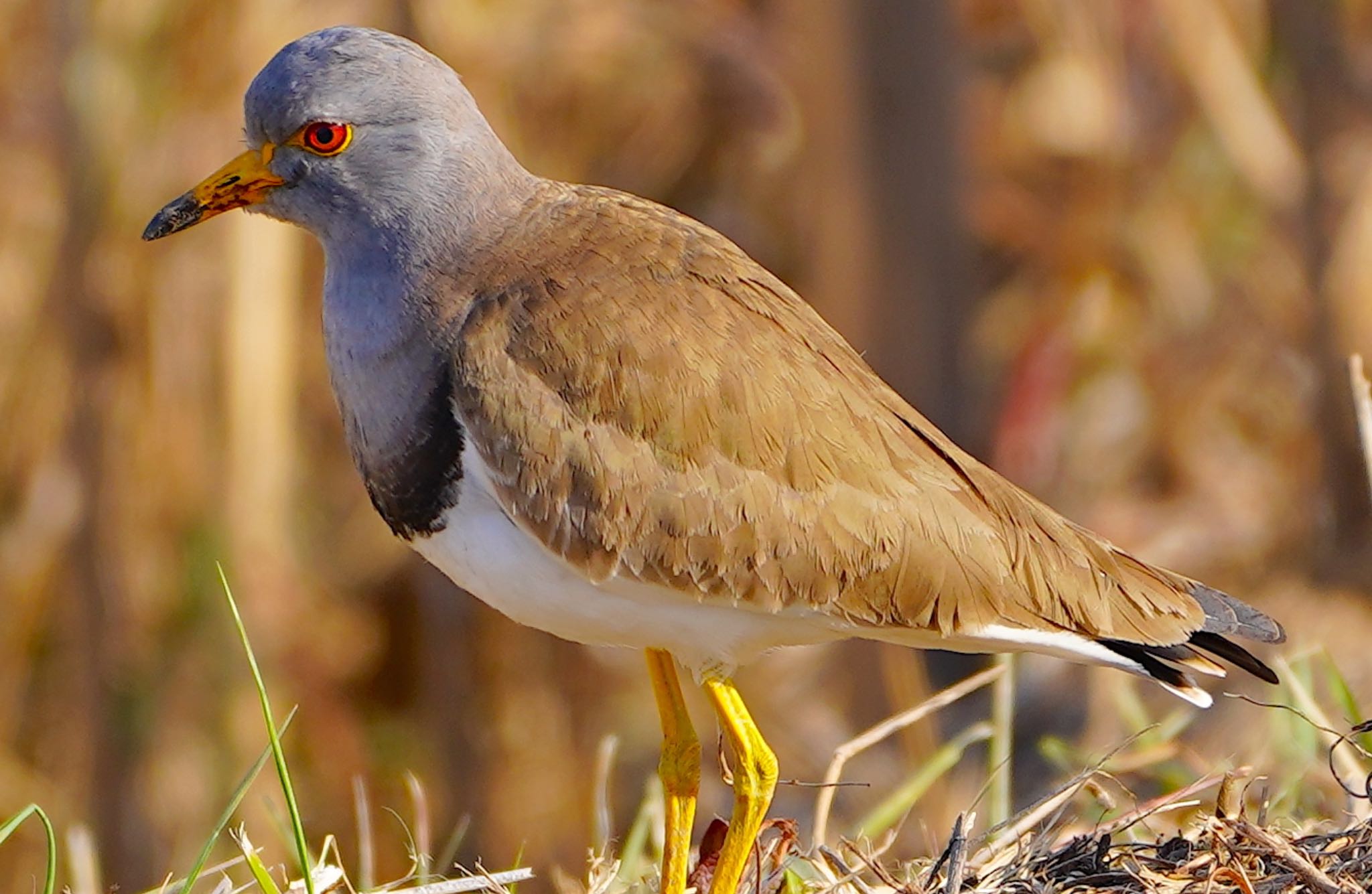 Photo of Grey-headed Lapwing at 恩智川治水緑地 by アルキュオン