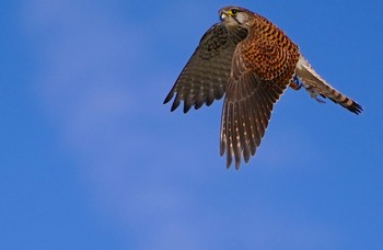 Common Kestrel 恩智川治水緑地 Thu, 2/9/2023