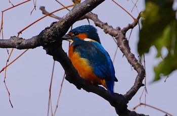 Common Kingfisher 恩智川治水緑地 Thu, 2/9/2023