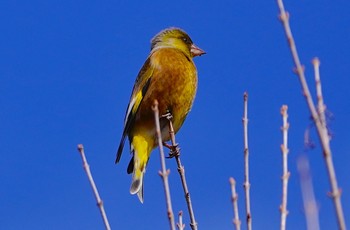 Grey-capped Greenfinch 恩智川治水緑地 Thu, 2/9/2023