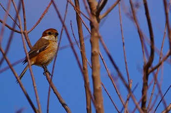 Bull-headed Shrike 恩智川治水緑地 Thu, 2/9/2023