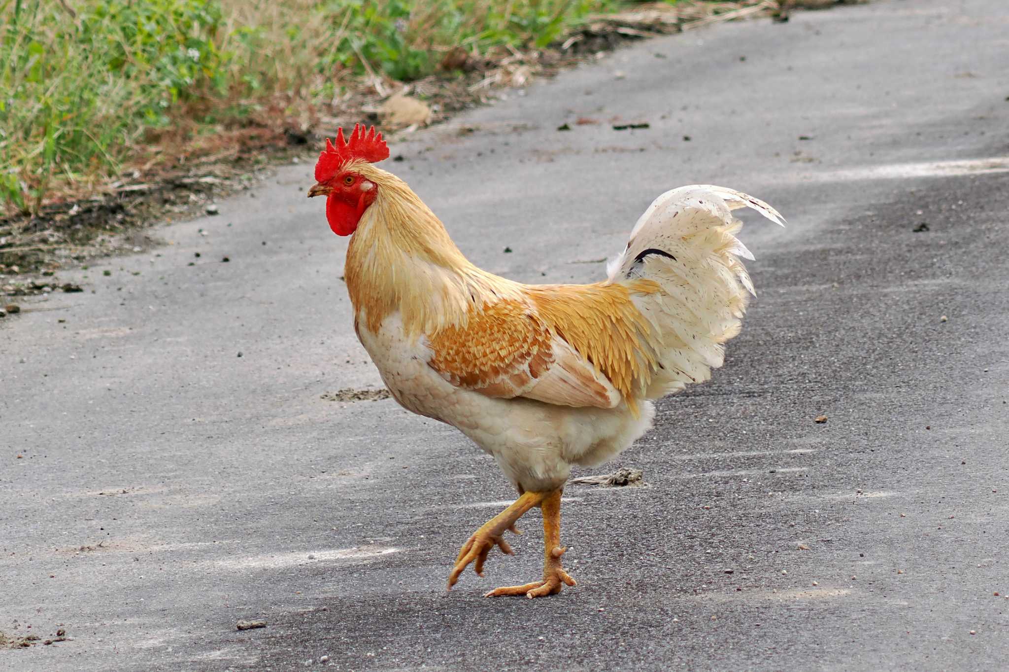 Photo of Red Junglefowl at Ishigaki Island by 藤原奏冥