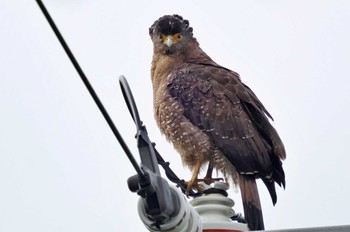 Crested Serpent Eagle Ishigaki Island Tue, 2/7/2023