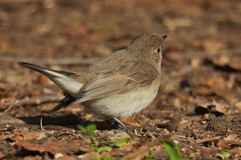 Red-breasted Flycatcher まつぶし緑の丘公園 Sat, 2/4/2023