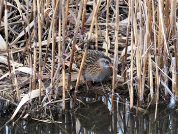 Brown-cheeked Rail Toneri Park Thu, 2/9/2023