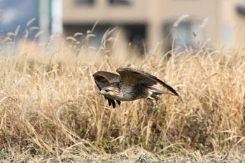 Eastern Buzzard 安曇野市 Unknown Date