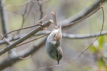 Japanese Bush Warbler Akashi Park Fri, 4/13/2018