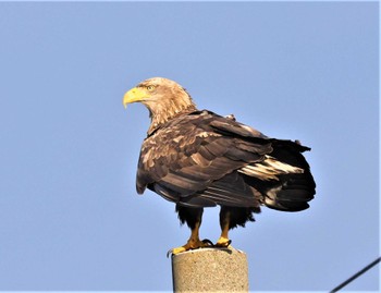 White-tailed Eagle 風連湖(走古丹) Tue, 12/27/2022