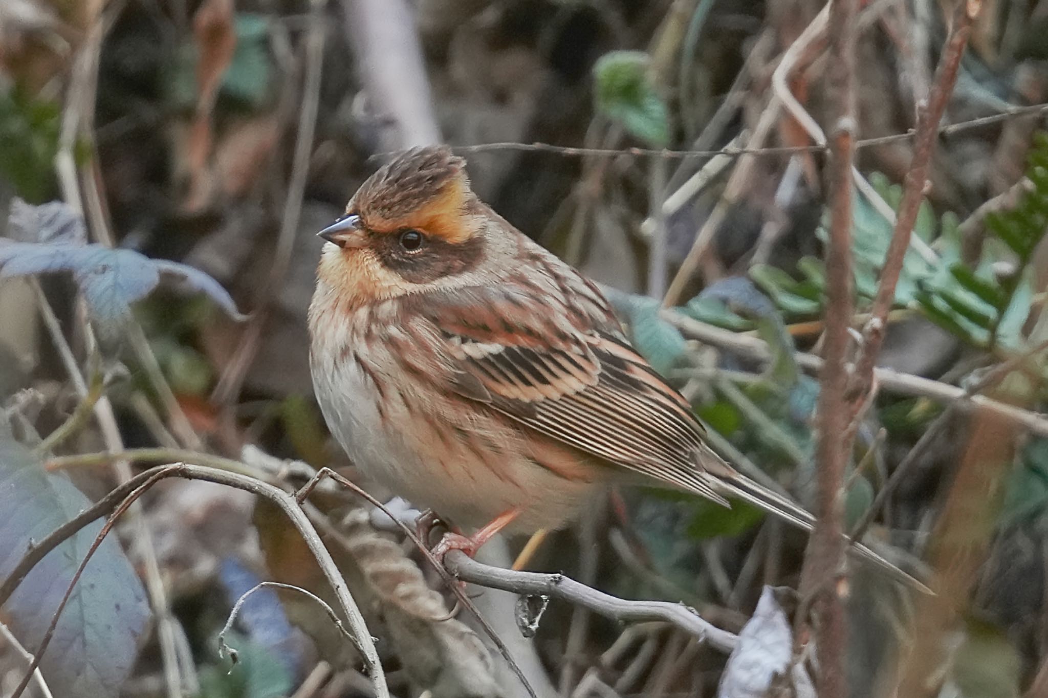 Photo of Yellow-throated Bunting at 多摩森林科学園 by アポちん