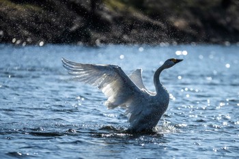 Tundra Swan 越辺川(埼玉県川島町) Tue, 1/20/2015