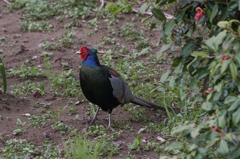 Green Pheasant 神奈川県 Mon, 4/16/2018