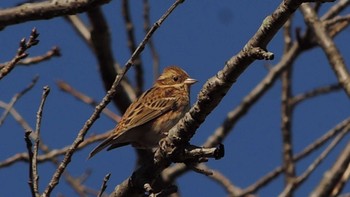 Rustic Bunting Komiya Park Thu, 2/9/2023