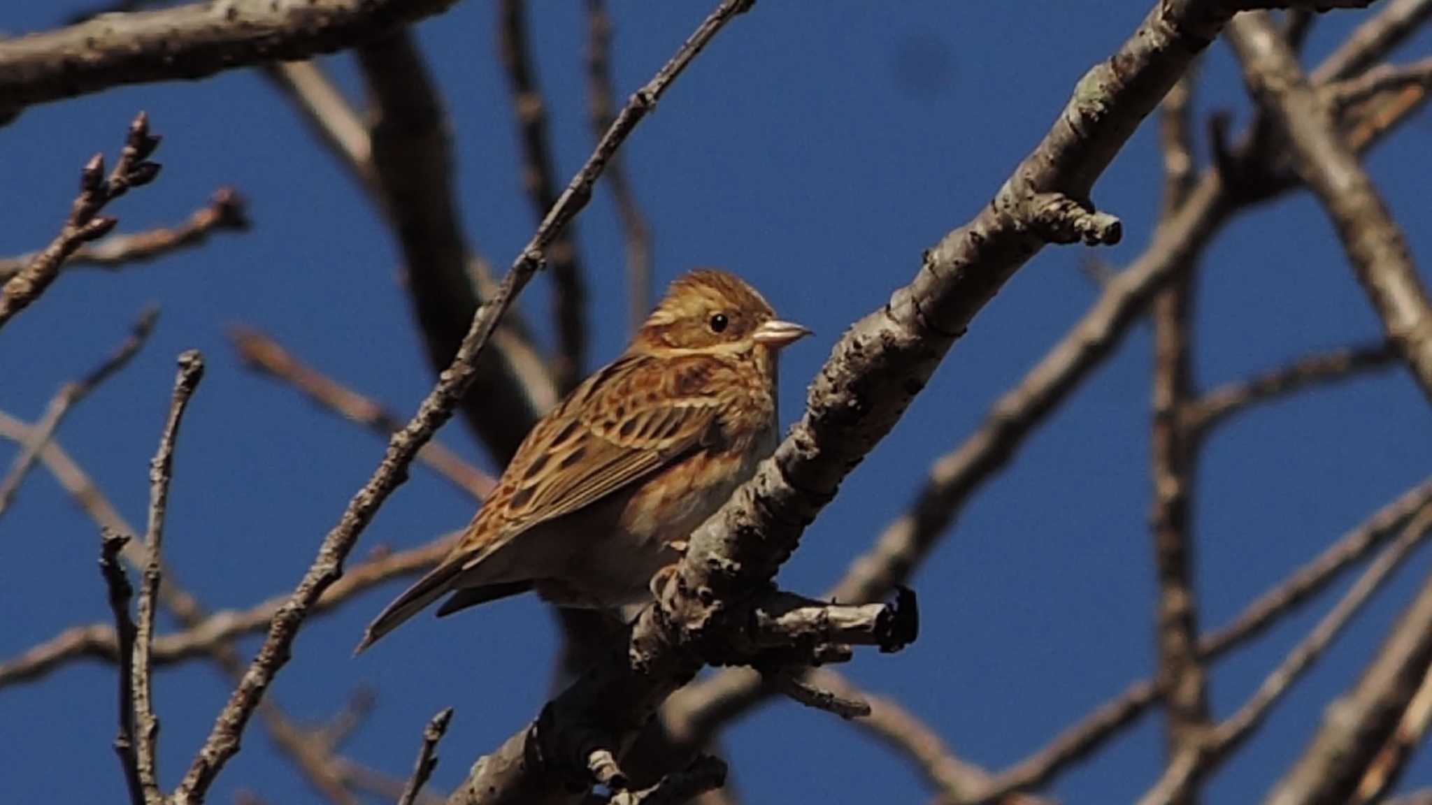 Rustic Bunting