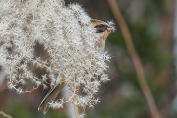 Yellow-throated Bunting 多摩森林科学園 Sun, 1/29/2023