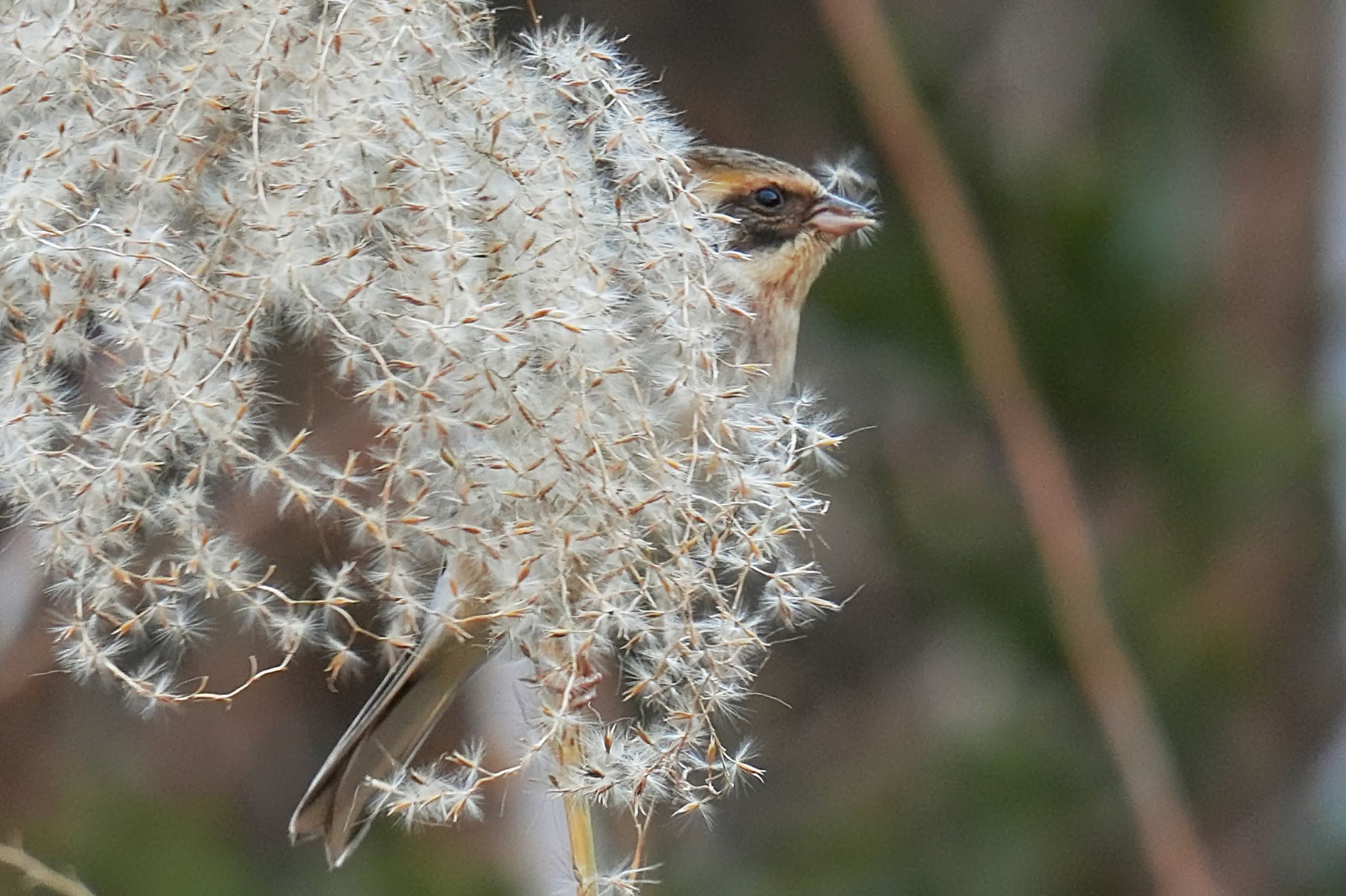 Photo of Yellow-throated Bunting at 多摩森林科学園 by アポちん