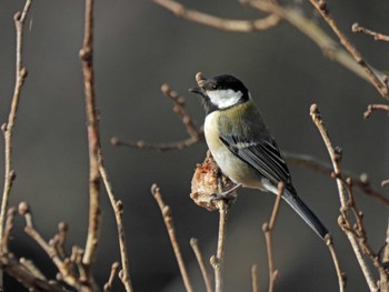 Japanese Tit 習志野市実籾本郷 Thu, 2/9/2023