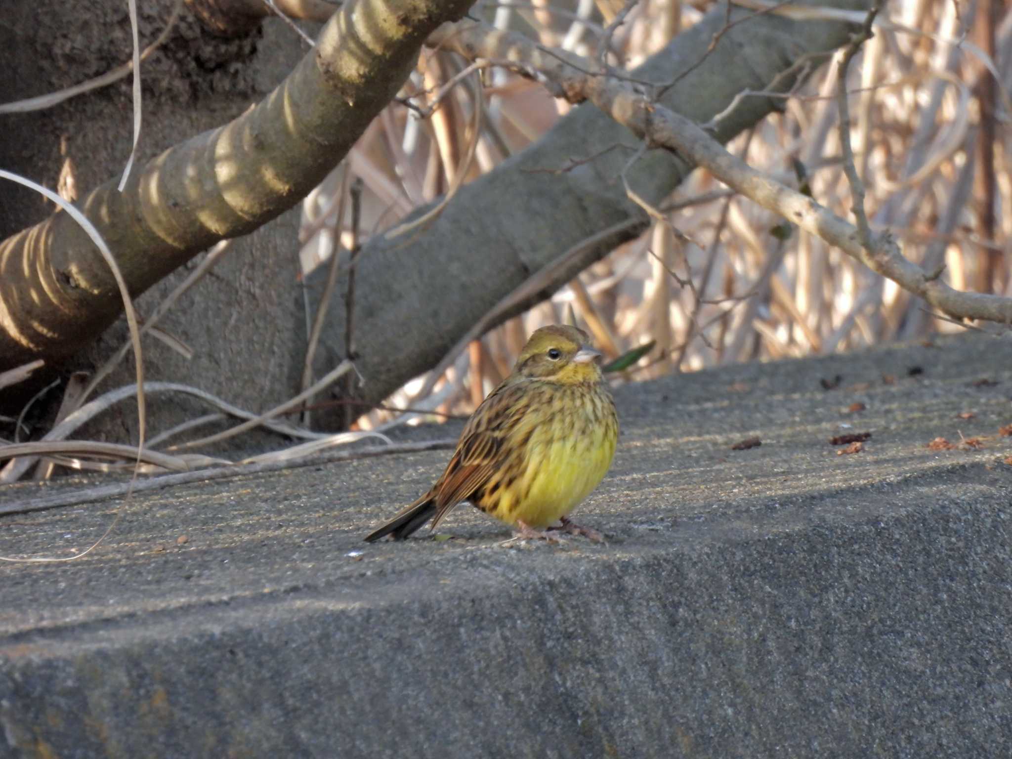 Photo of Masked Bunting at 習志野市実籾本郷 by ごろぞー