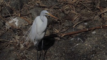 2023年2月9日(木) 小田野中央公園の野鳥観察記録