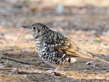 2023年2月9日(木) 高崎自然の森の野鳥観察記録