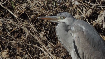 Grey Heron 小田野中央公園 Thu, 2/9/2023