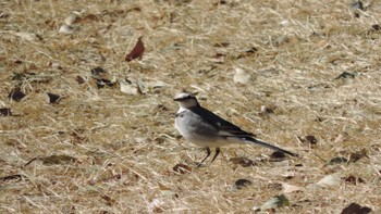 White Wagtail Komiya Park Thu, 2/9/2023