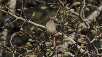 ジョウビタキ 小宮公園(八王子) 2023年2月9日(木)