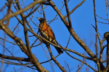 2023年2月6日(月) 長浜公園の野鳥観察記録