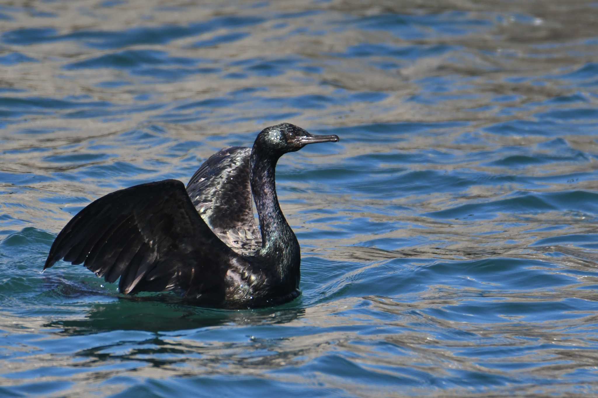 Pelagic Cormorant