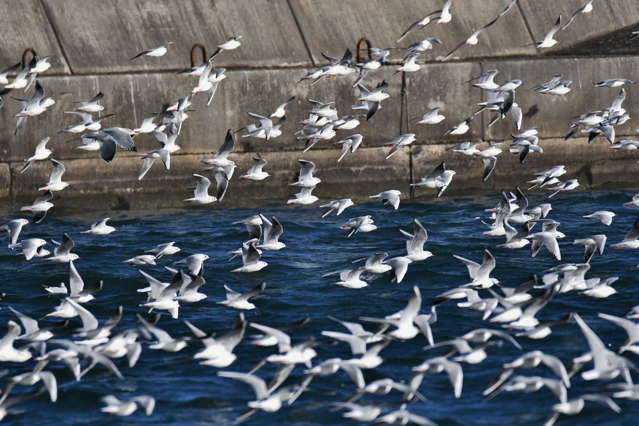 銚子漁港 ユリカモメの写真 by あひる