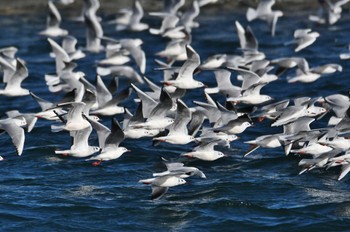 Sun, 2/5/2023 Birding report at Choshi Fishing Port